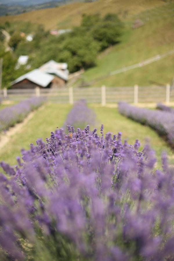 Lavender Valley Perekrestnoye Exterior photo