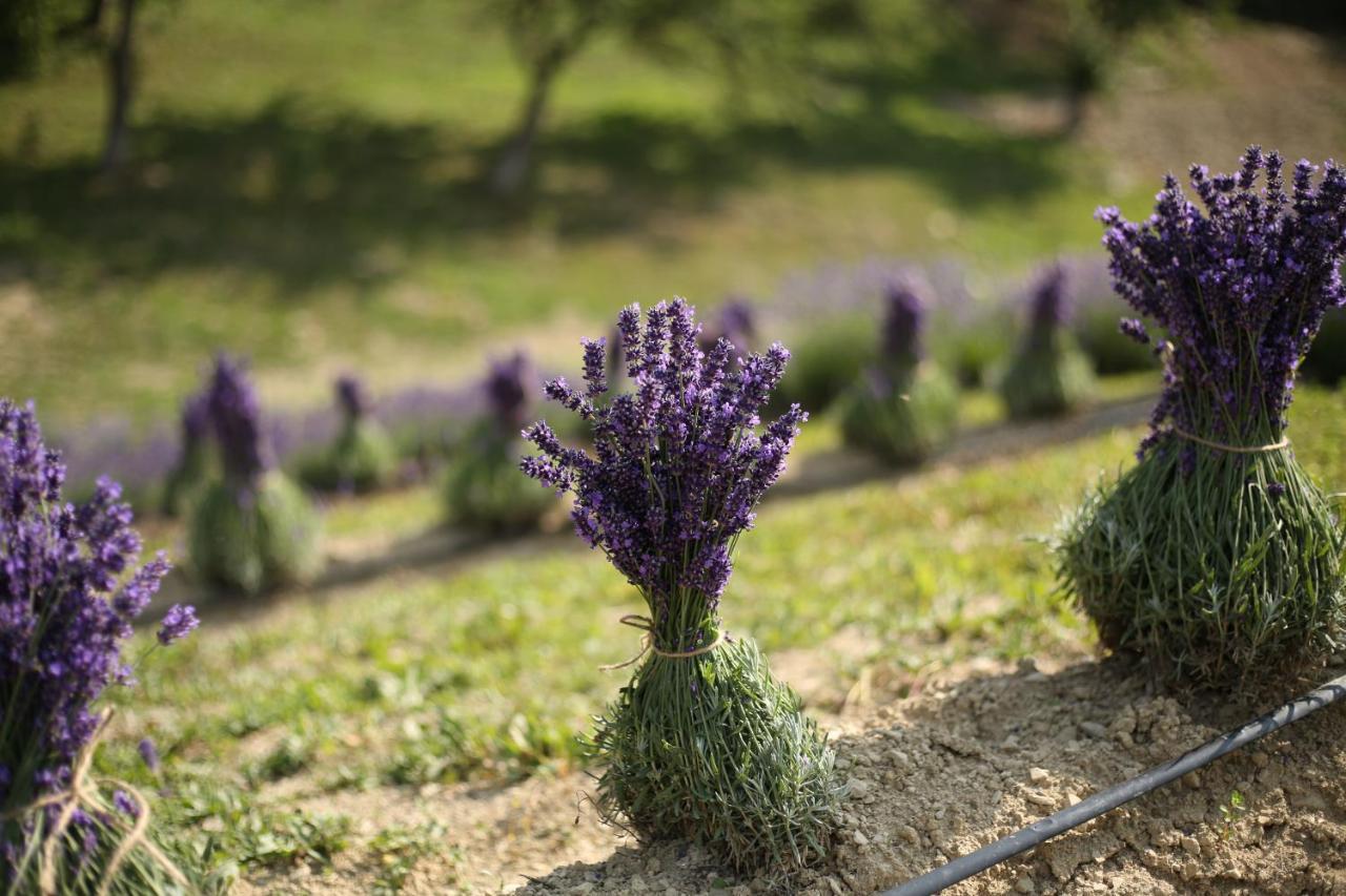 Lavender Valley Perekrestnoye Exterior photo